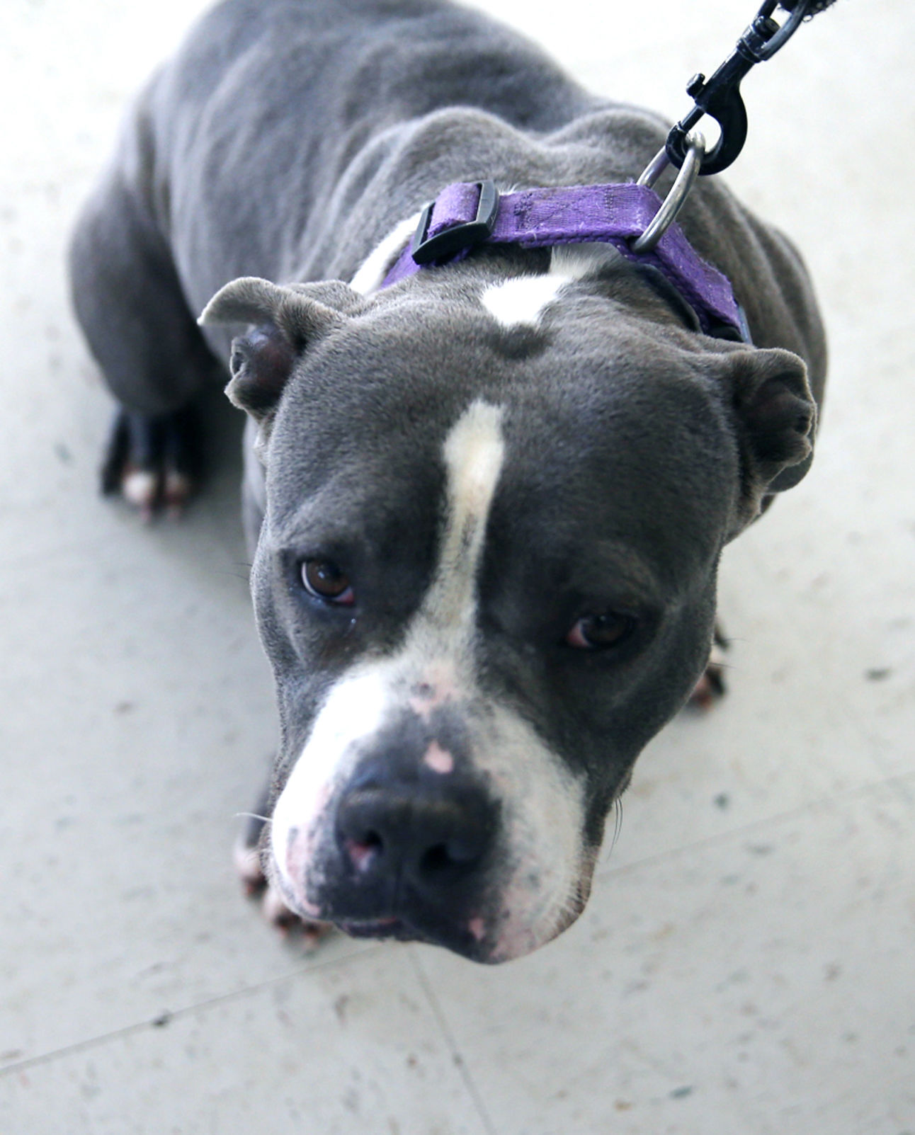 112719_PetGallery001_cs.JPG